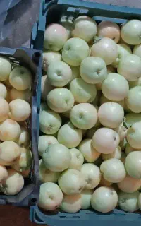 سیب گلاب شیرین و آبدار