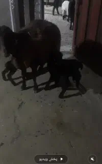 بره شیری ماده همو