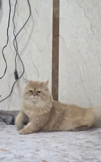 گربه پشمی خانگی
