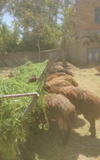 گوسفند ماده