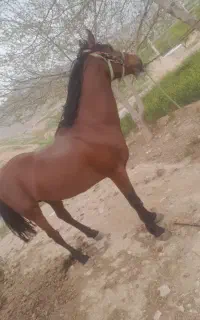 اسب نریان