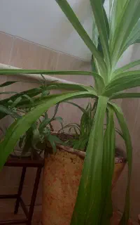 گل سوسن بزرگ با پاجوش
