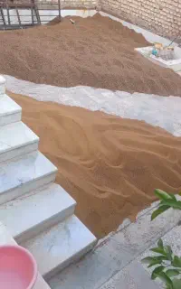 فروش فوری بذر ینجه حاجی کوشش اصل