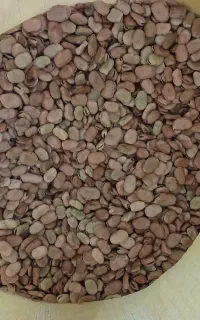 باقالا خشک