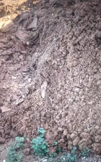 کود حیوانی.گاو و گاومیش و گوسفند