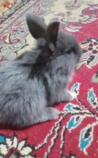 خرگوش
