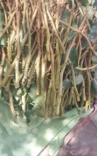ترکه اکبری