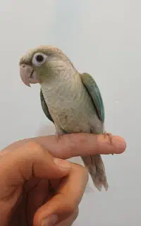 گیرینچیک