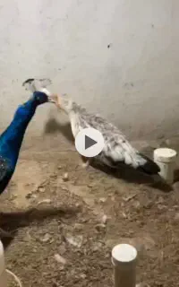 طاووس مصری نر و ماده