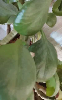 نیروی، ماهر برای تولیدی حلوا پزی