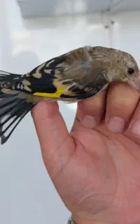 جوجه سهره نر