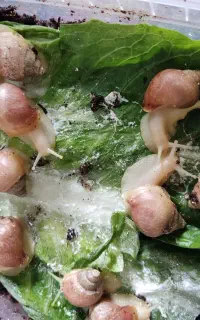 حلزون آلبینو