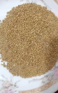 بذر یونجه رنجر آمریکایی اصلی