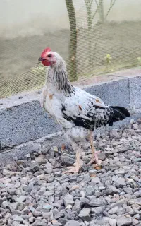 خروس فروشی