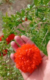 گلنار فارسی
