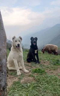 فروش سگ گله ۱۶ ماهه دهن پاک