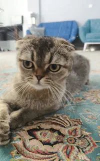 واگذاری گربه ی اسکاتیش ماده