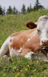 کارگر گاوداری