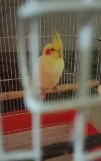 گمشده