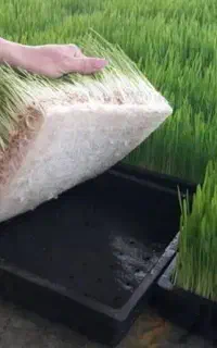 علوفه هیدروپونیک