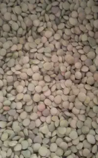 فروش عدس محلی