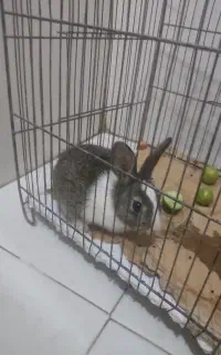 بچه خرگوش