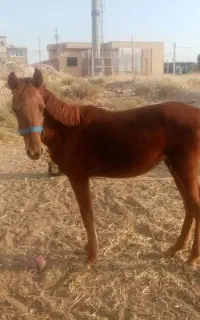 اسب