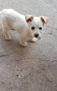 واگذاری توله شیتزو