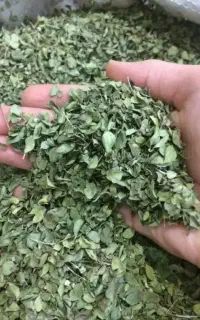 آویشن کوهی