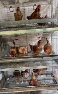 قفسه مرغ محلی ، تخمگذار غ گوشتی