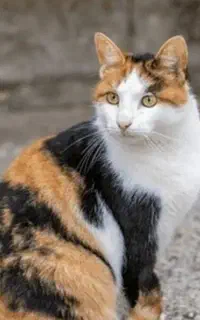 گربه نژاد کالیکو کمترین بها