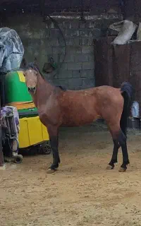 نریون عرب کرد