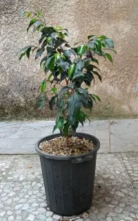 گل و گیاه