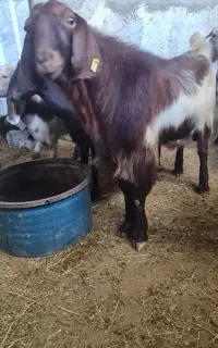 بز نر دورگ پاکستانی بوئر