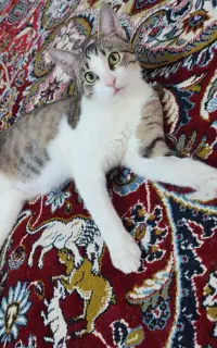 واگذاری گربه خانگی