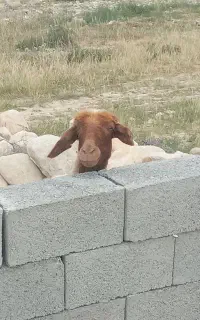 ۲۰۰ ام