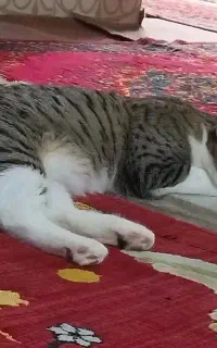 گربه خانگی تربیت شده
