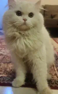 واگذاری پرشین نر فوری