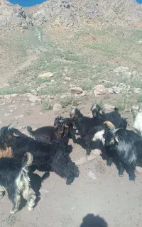 بزغاله