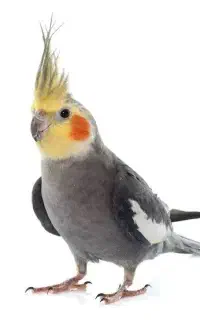 عروس هلندی گمشده