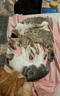 بچه گربه ۴ ماهه