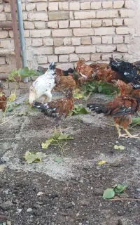 حیوانات