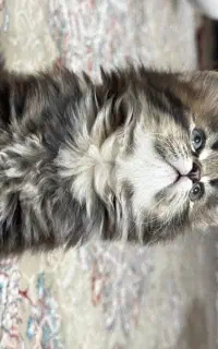 بچه گربه اسکاتیش پرشین