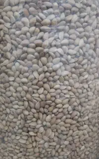 بادام کوهی