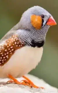 یه جفت فنچ کینگ