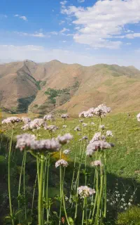 علف کماو لو گیاه درهم درجه یک بدون اتو اشغال