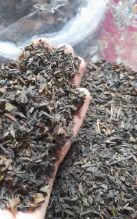 چای ارگانیک و کاملا طبیعی گیل نوش