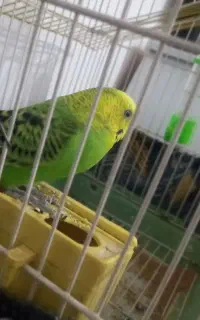 یک عدد مرغ عشق