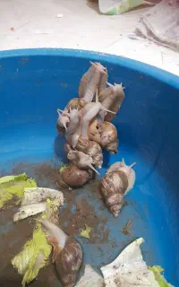 سلام حلزون برای پرورش