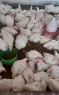 مرغ زنده کیلوی270 شهرک امام رضا ر پارک کودک غلامی